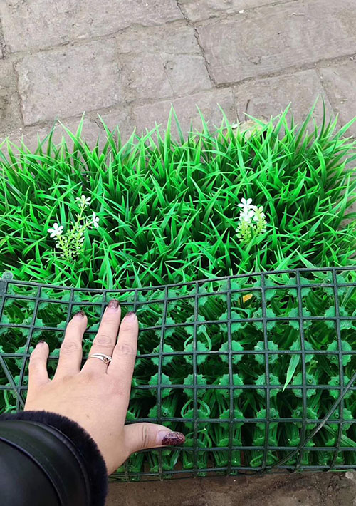 �L(zh��ng)ɳ�Gֲ��